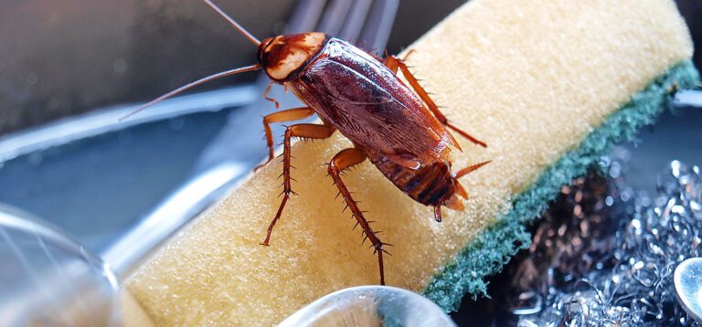 Safe & Natural Ways To Get Rid Of Annoying Cockroaches At Home?